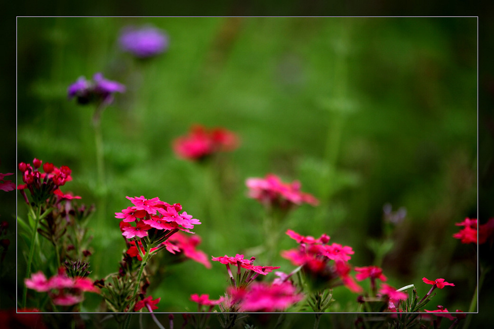 兰若芊芊 摄影 香樟细雨