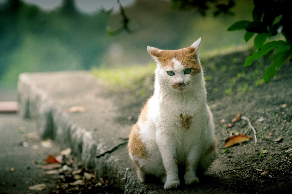 流浪猫细语--虽然我不愁吃，但我也笑不出来... 摄影 美香