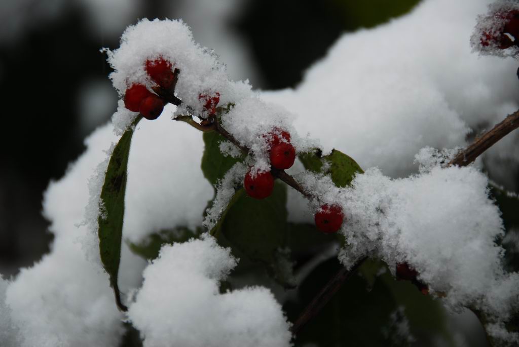 秋雪 摄影 摄乐