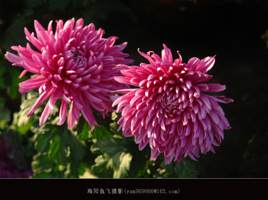 红菊 摄影 海阳鱼飞