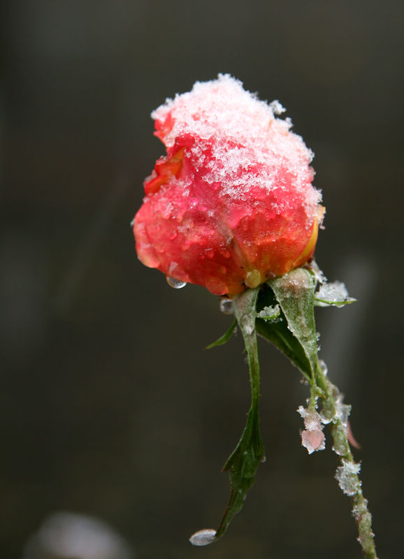 雪中月季（2） 摄影 槐荫轩主a