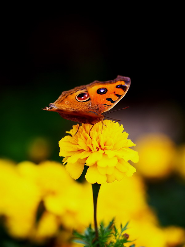 蝶恋花 摄影 nanjinmo