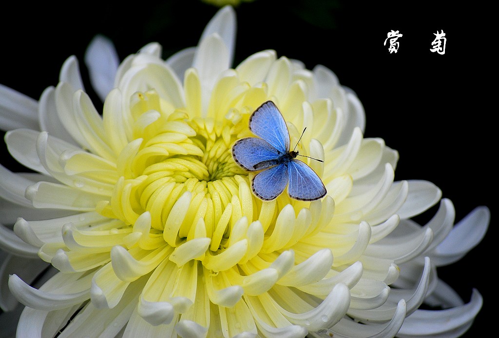 赏菊 摄影 老砚