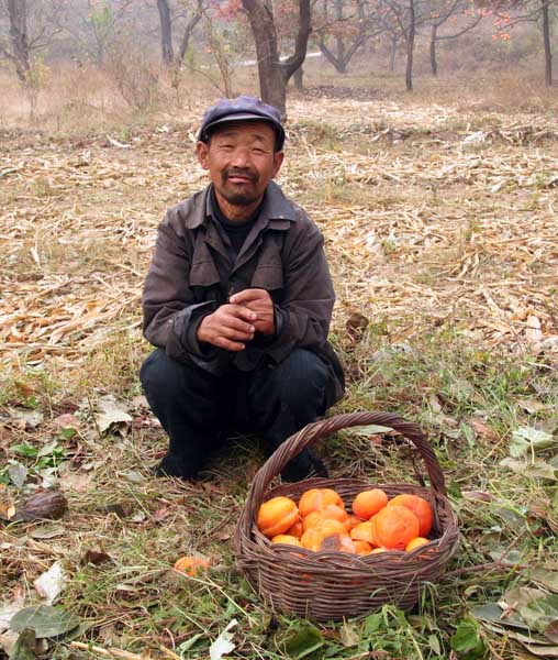 摘柿老人 摄影 风采依旧