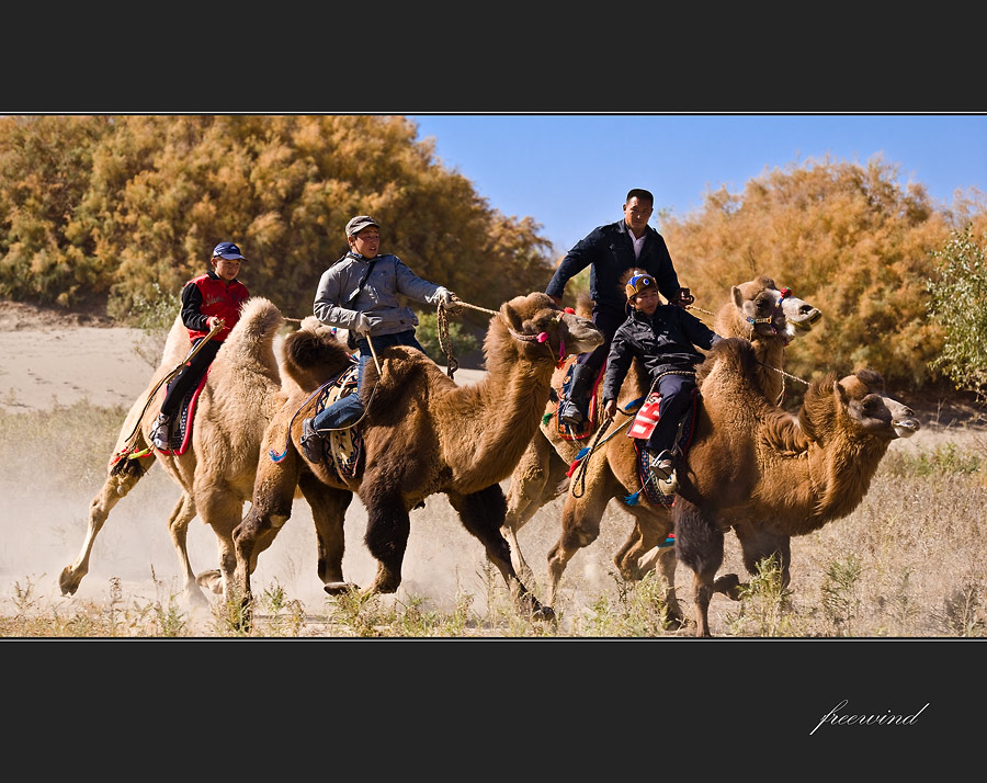赛骆驼 摄影 自由风bj