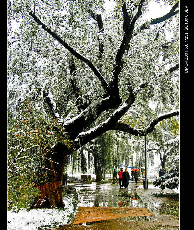 踏雪游园 摄影 岩影