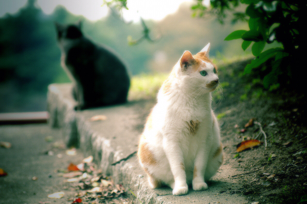 流浪猫细语--虽说是同路，却各有各的烦恼... 摄影 美香