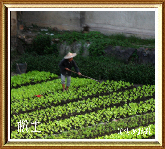 菜园花絮——5 摄影 淘金山