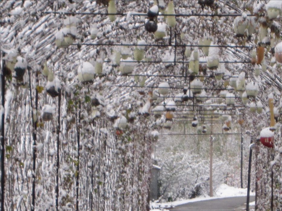 葫芦恋雪化秋霜 摄影 稻米酒