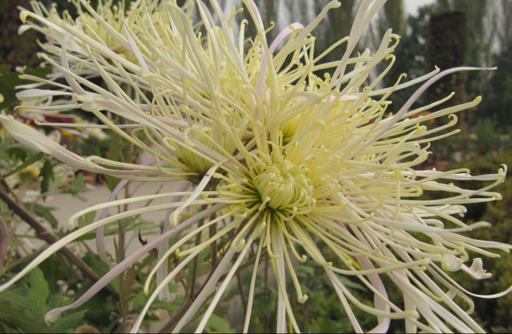 菊花1 摄影 宜新