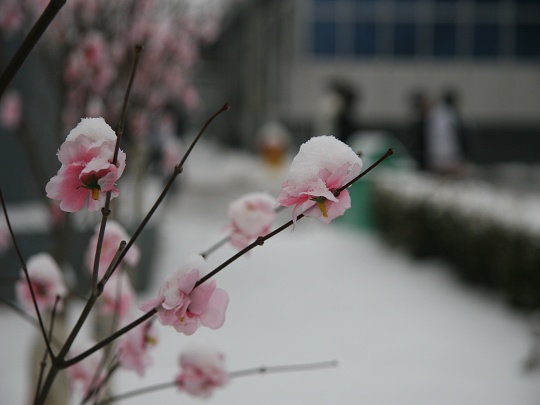 雪压花 摄影 蓝蓝海