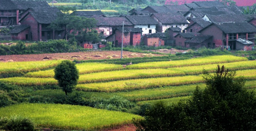 稻香人家 摄影 盛夏明月