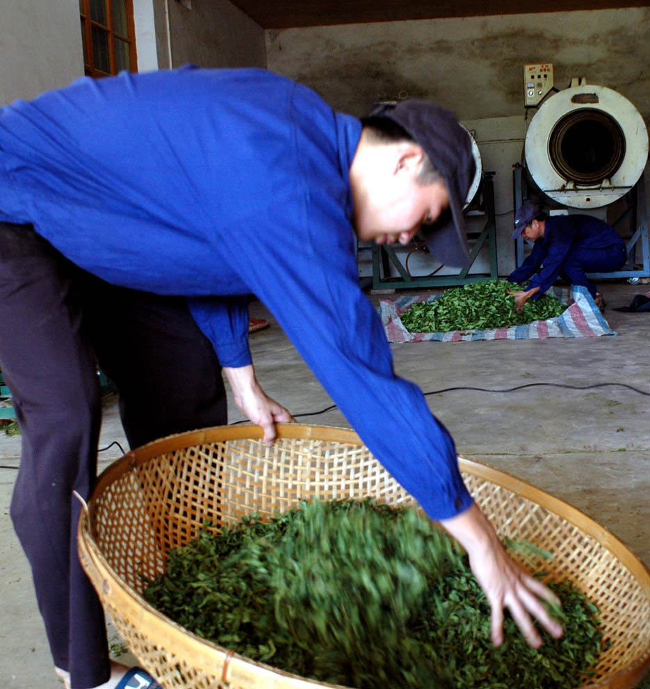 制茶 摄影 达达鱼