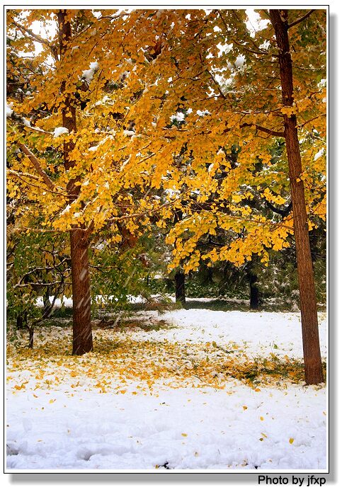 雪中银杏 摄影 加菲小帕