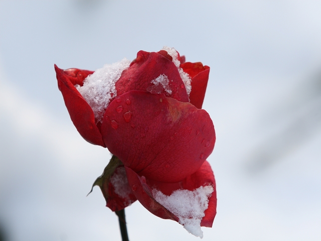 雪中花 摄影 随风入