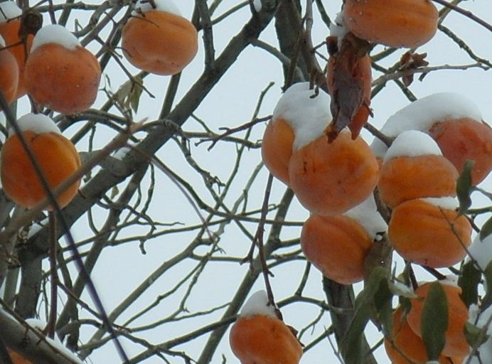 瑞雪兆丰年 摄影 阿戈