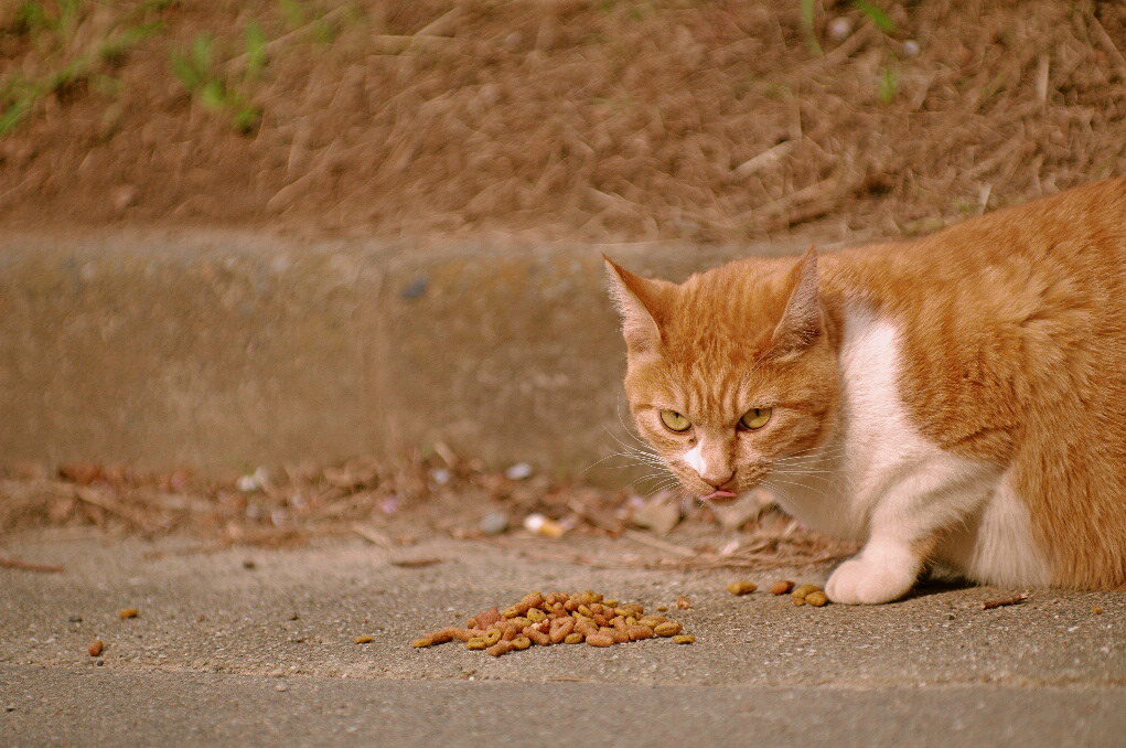 流浪猫细语--一位老者的施舍.我又可以填饱肚子美味一番了. 摄影 美香