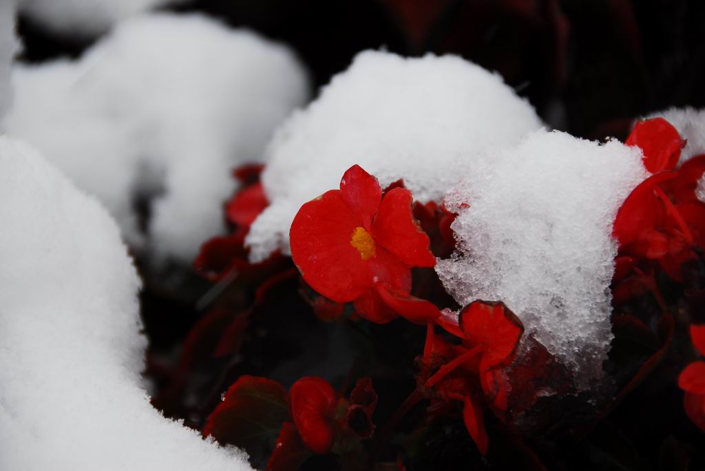 秋雪 摄影 摄乐