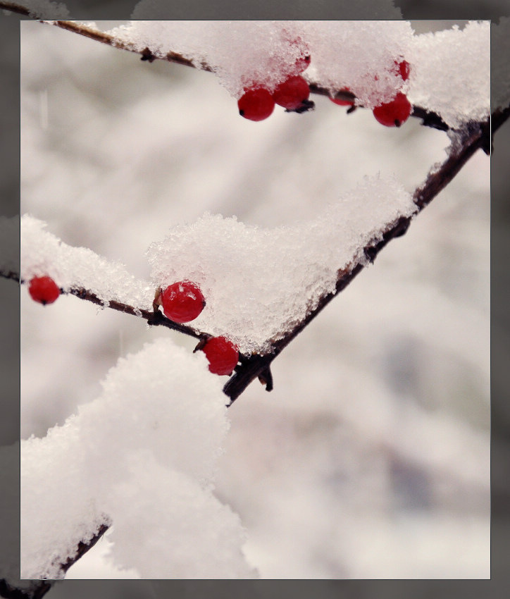 雪·果 摄影 夕阳学子