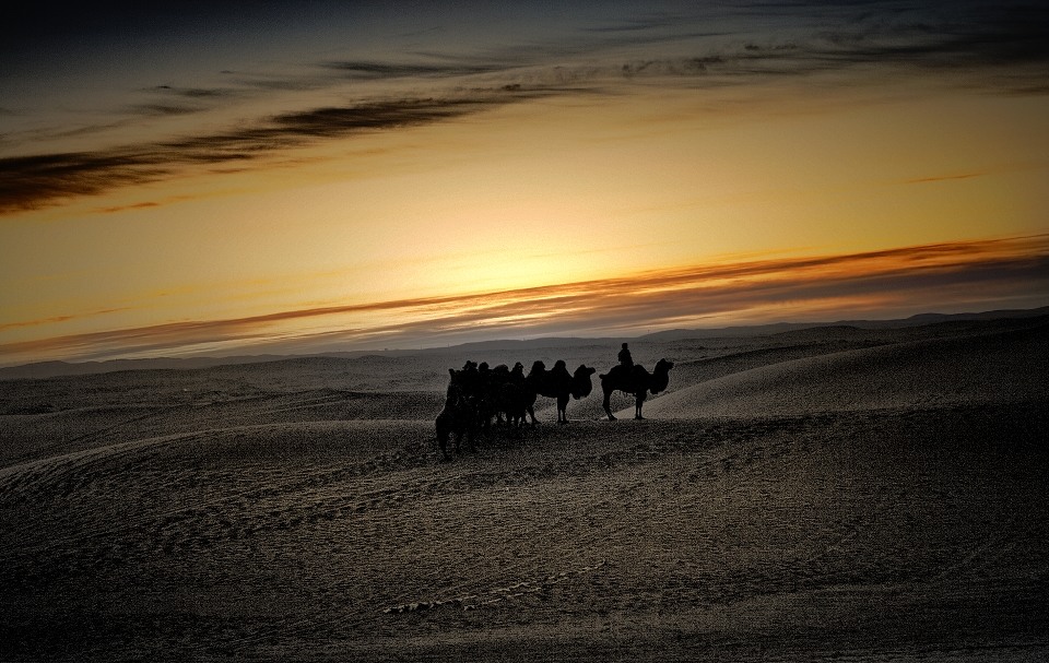 穿越大漠12——大漠驼影 摄影 老土狼