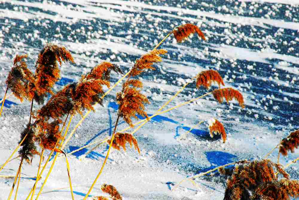 芦花、雪花、冰花 摄影 篌歌