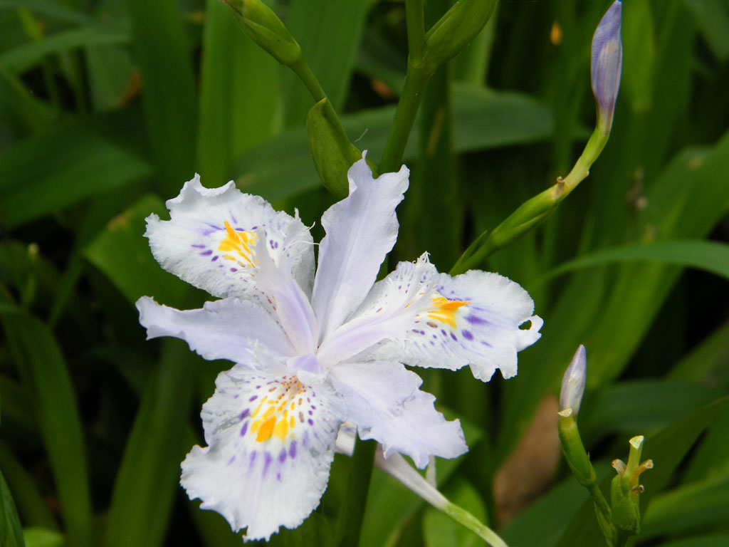 花 摄影 hi虫