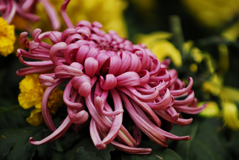 菊花 摄影 杨培明