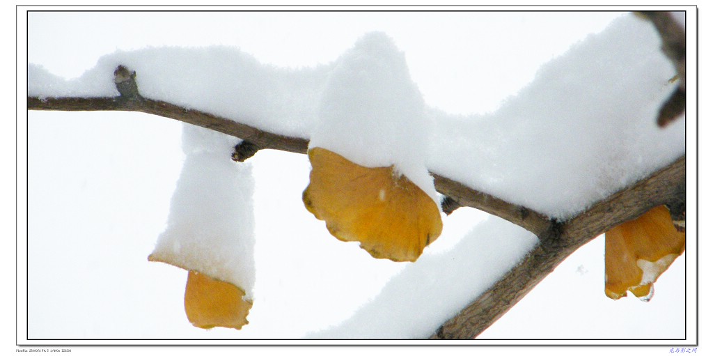 新雪 摄影 光与影之间