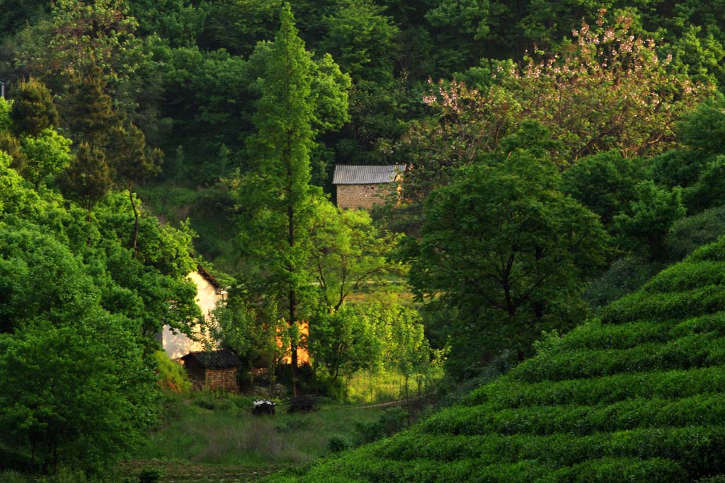 茶乡人家 摄影 雨好