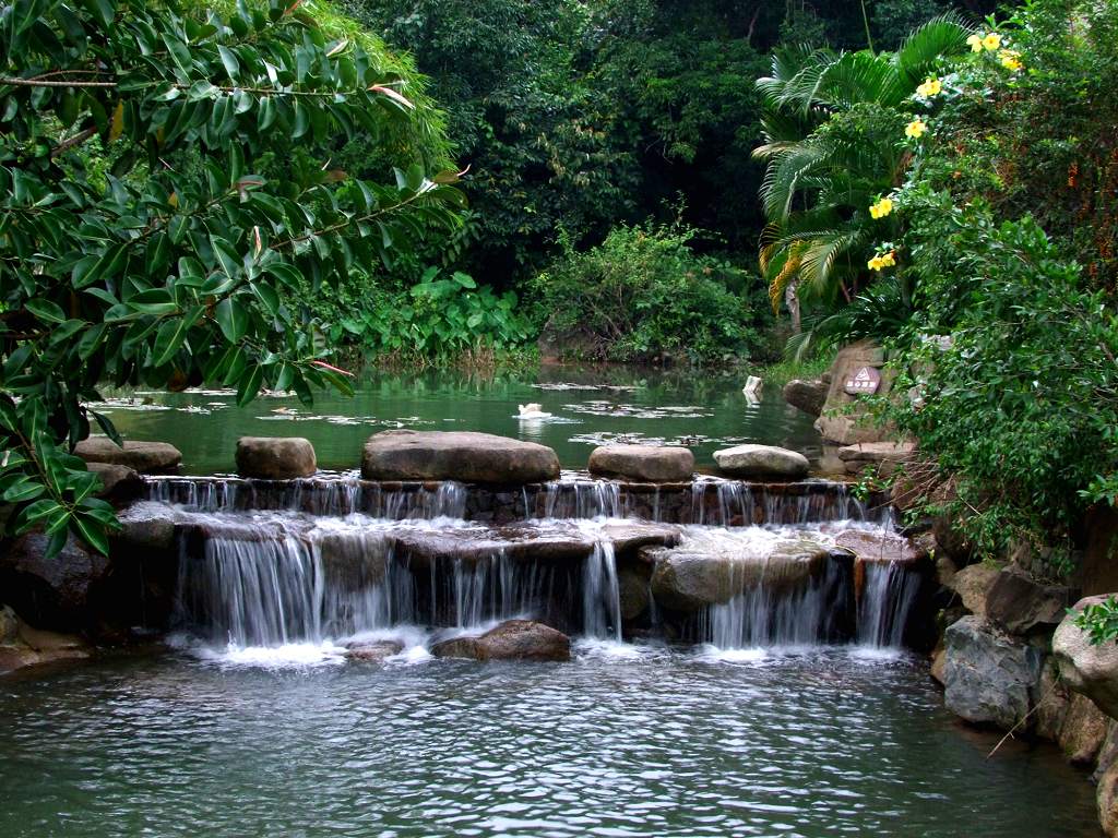 雨林小景 摄影 liran46