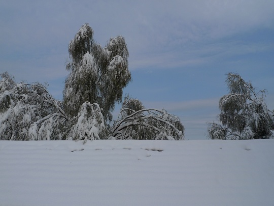 雪埋树 摄影 蓝蓝海