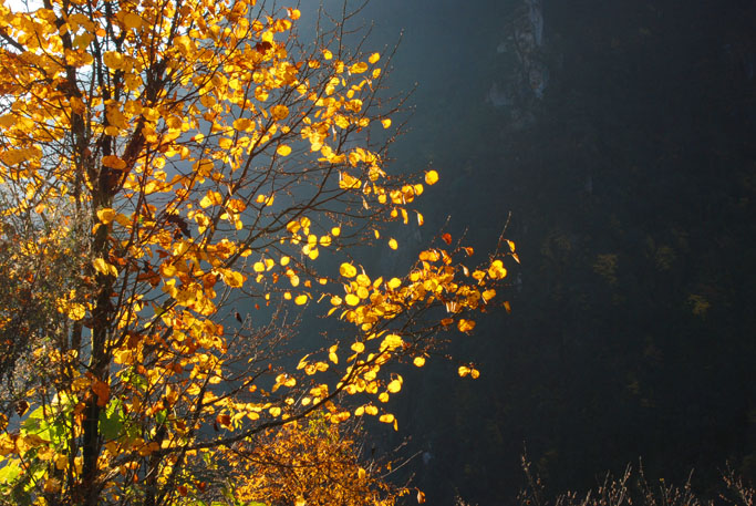 秋叶 摄影 山中无虎