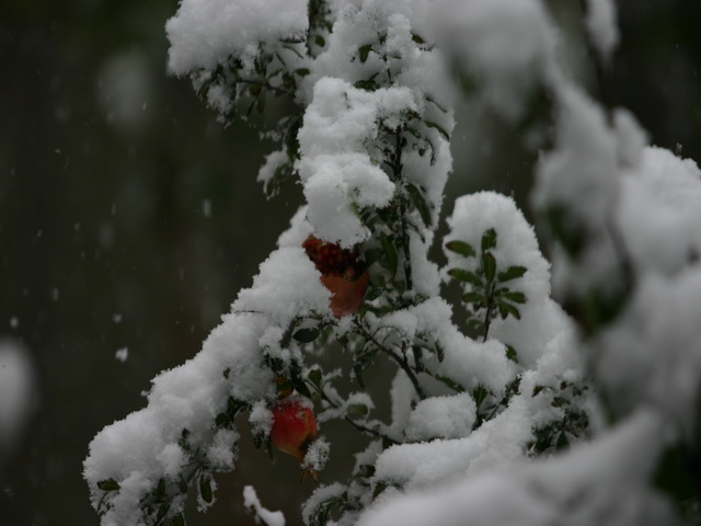 陕西的第一场雪 摄影 红雪花