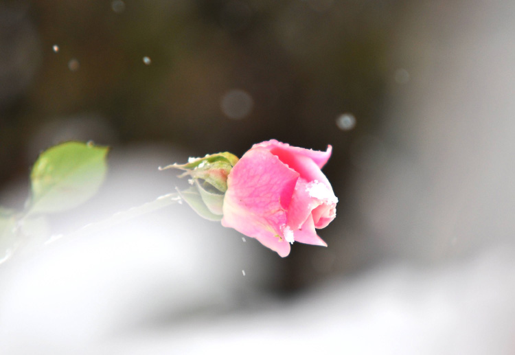 雪中玫瑰 摄影 爻爻