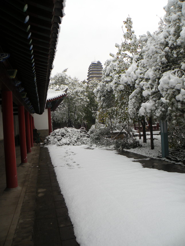 早晨小雁塔公园踏雪 摄影 小大人