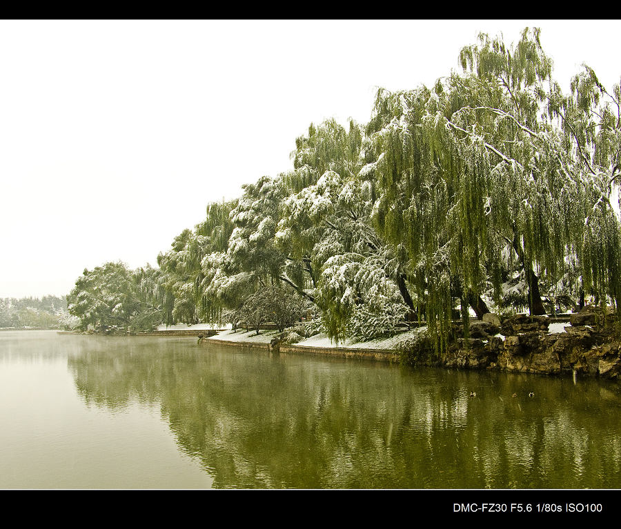 微澜雪柳岸无声 摄影 岩影