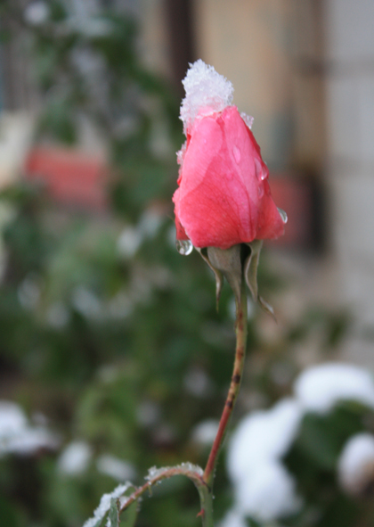 傲雪 摄影 百丈冰