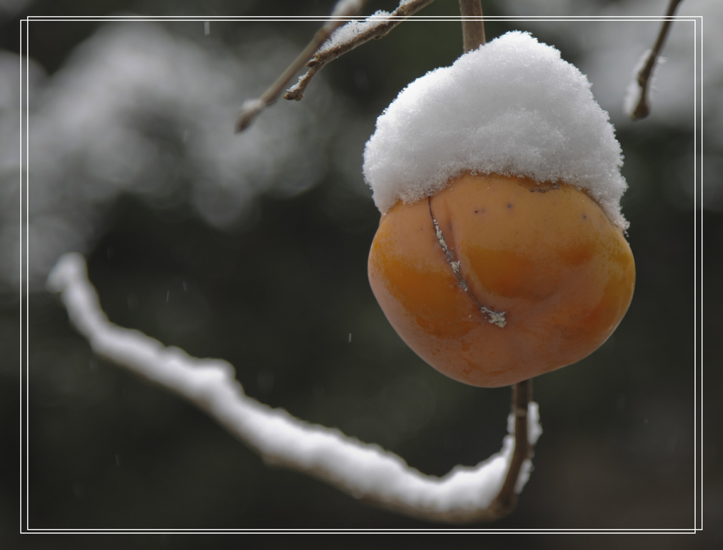 雪 摄影 老士兵