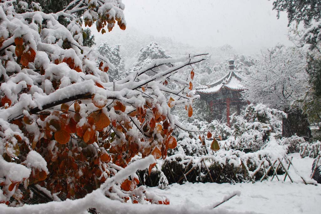 香山雪景 摄影 photopolka