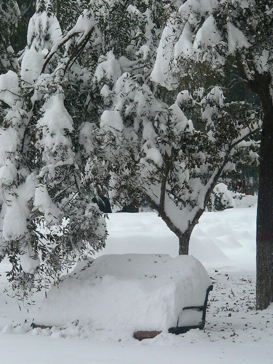 2009年的第一场雪-3 摄影 天元