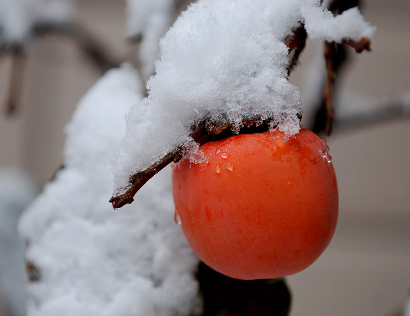 雪柿 摄影 明月随心