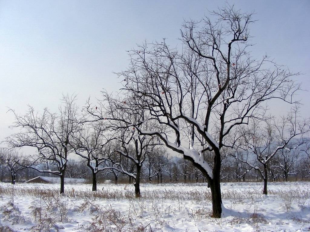 09 北京的第二场雪 摄影 夜魇惊梦