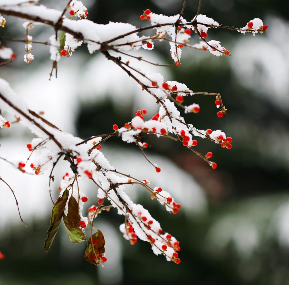 雪中情 摄影 一阳指