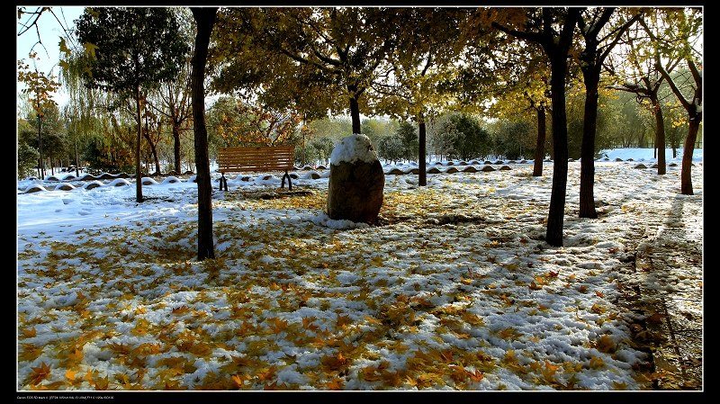 秋意未尽 瑞雪早临 摄影 河洛牧