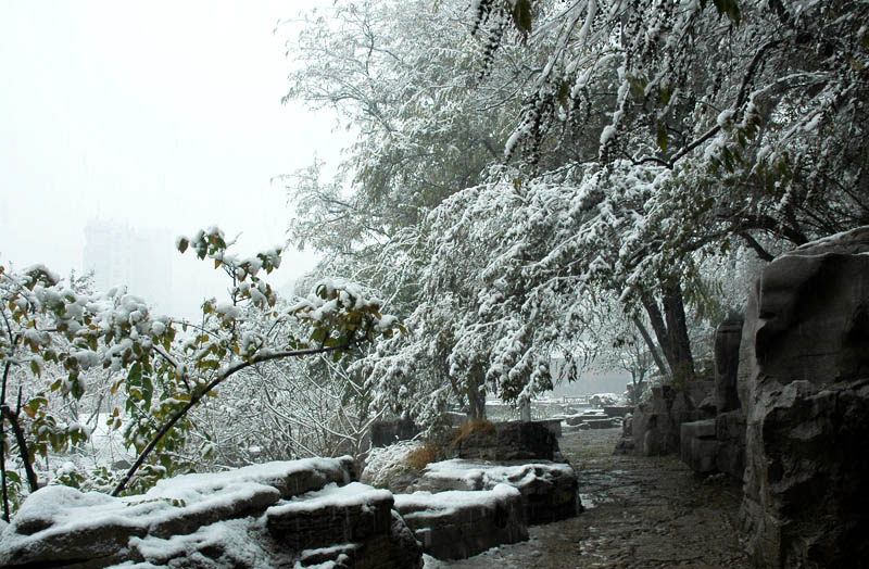 今年第一场雪 摄影 啊金星