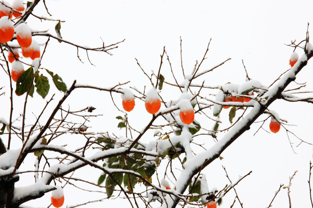 瑞雪兆丰年 摄影 玉龙