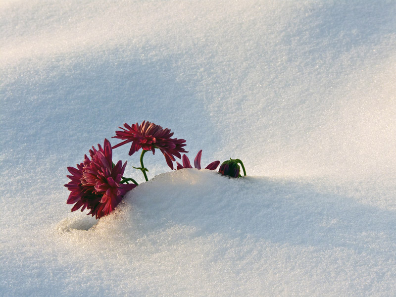 傲雪 摄影 方刚