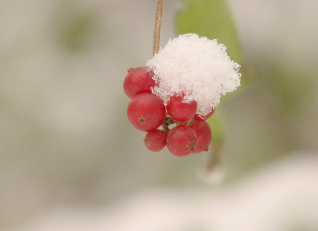 雪中秋实 摄影 山中之鹰