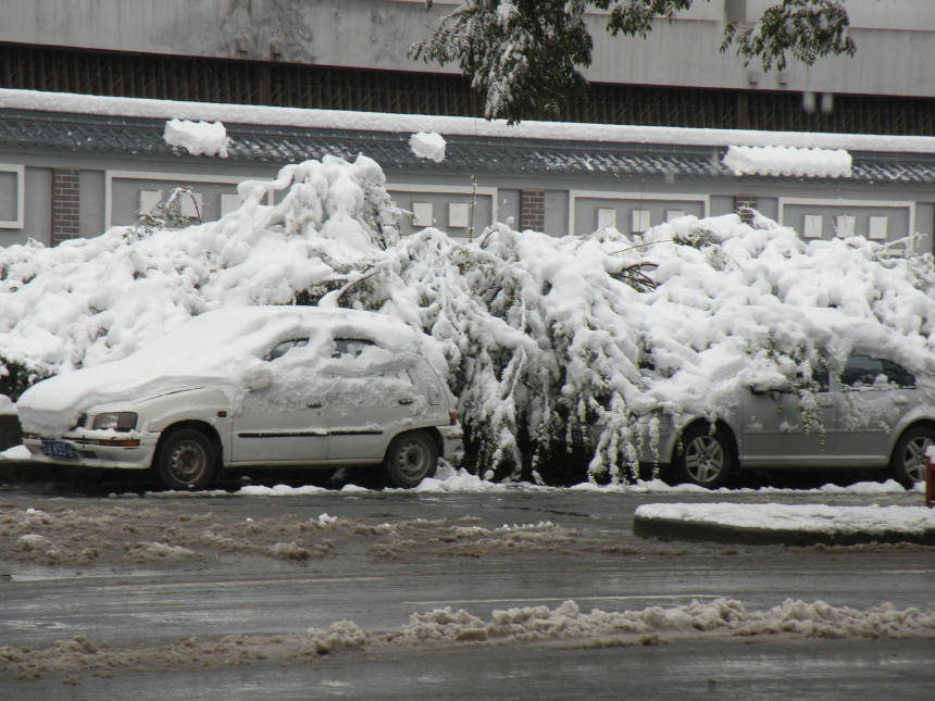 雪、树、车 摄影 小大人