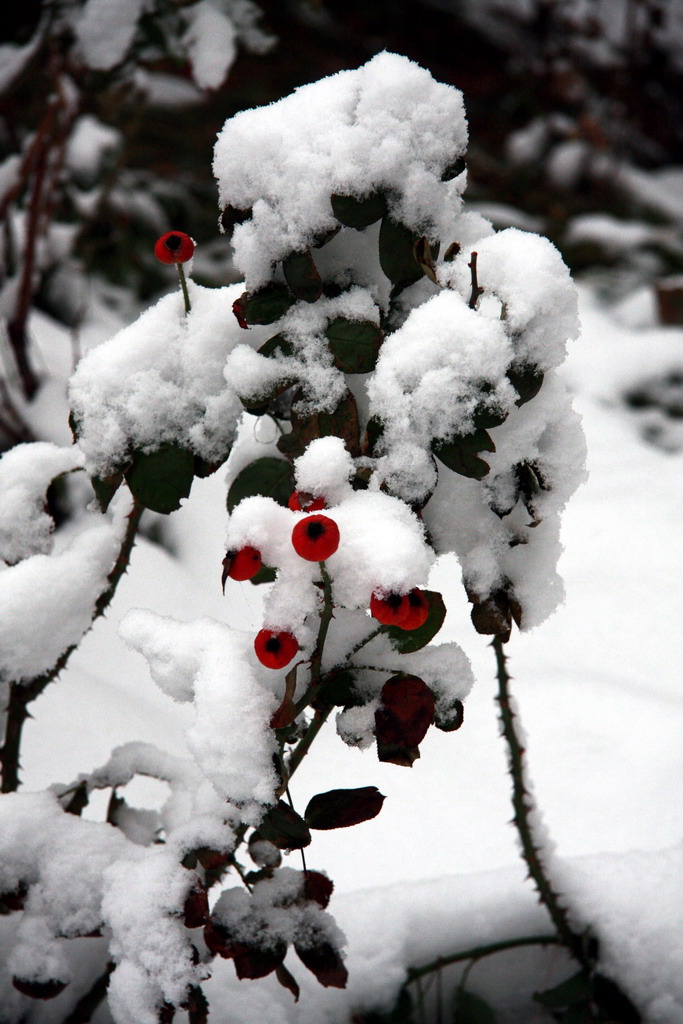 雪中情 摄影 GSH